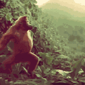 大猩猩 走路 跳舞 绿叶