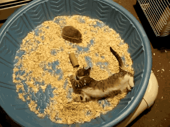 刺猬 猫 可爱 食物