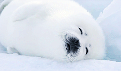 小海狮 困 晚安 累了 可爱 萌 雪地