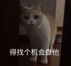 萌宠 猫星人 得找个机会盘他 凶巴巴 搞怪 逗