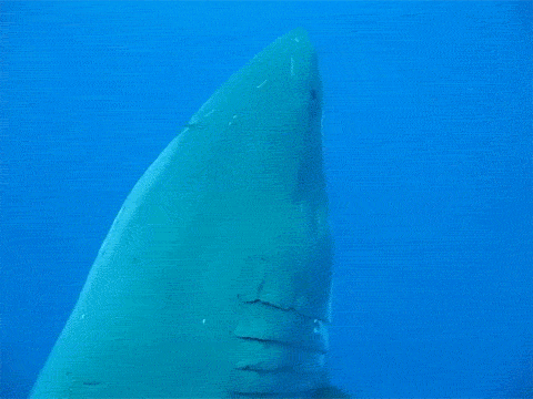 鲨鱼 shark 巨大的  大白鲨