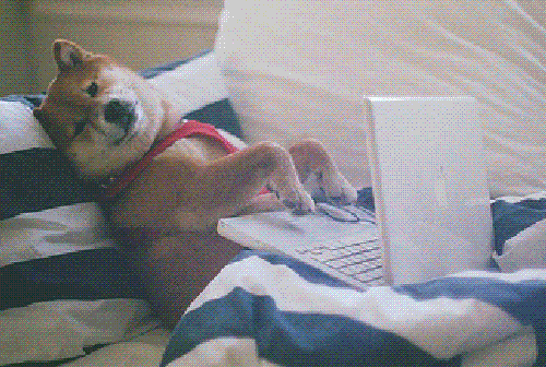 狗狗 电脑 躺着 爪子 搞笑