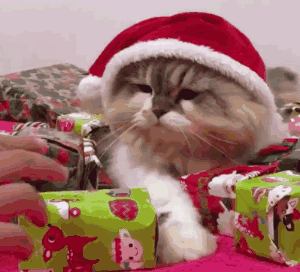 猫咪 喵星人 搞笑 可爱 萌萌哒 圣诞帽