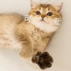 萌宠 猫星人 可爱 害羞 呆萌 可爱