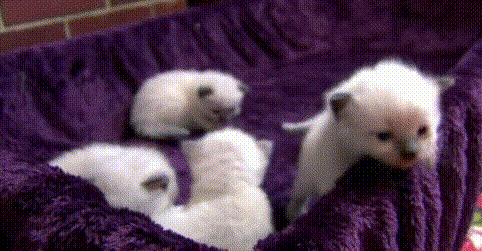四只小猫 爬出来 白毛 小窝