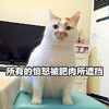 萌宠 猫星人 所有的愤怒被肥肉所遮挡 胖嘟嘟 呆萌 可爱