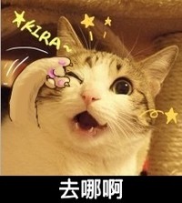 猫咪 可爱 去哪儿 眨眼睛