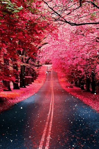 樱花飘落 唯美意境 道路 国外风景