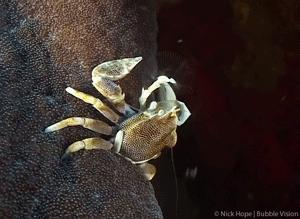 螃蟹 海底世界 捕食 丑萌 自然 海洋 ocean nature