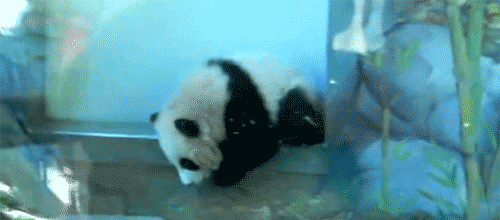 萌宠  熊猫  摔落  可爱  搞笑