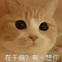 萌宠 猫咪 猫 喵星人 在干嘛 有点想你 撩