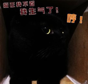 猫咪 喵星人 可爱 萌宠 文字表情包