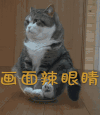 猫咪 尴尬 画面辣眼睛