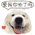 萌宠 小狗 动物 爱我你怕了吗