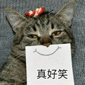 猫 真好笑