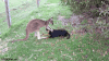 袋鼠 kangaroo