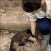 岩石 猴子 坚果