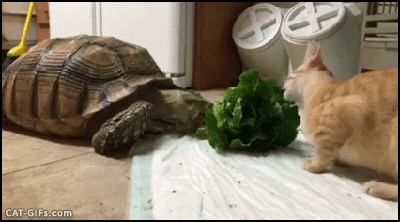 乌龟 猫咪 吃货 可爱