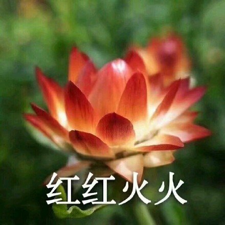 植物 荷花 红红火火 中老年 搞怪 逗