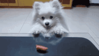 吐槽 汪星人 狗狗 萌宠 二哈