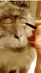 猴子 手 鼻子 眼线笔