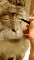 猴子 手 鼻子 眼线笔