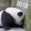 萌宠 熊猫 南墙 生气 搞怪 逗