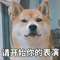 开始 表演 柴犬