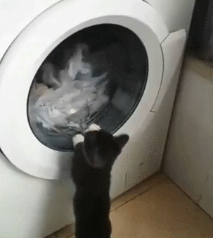 小猫 洗衣机 玩耍 可爱