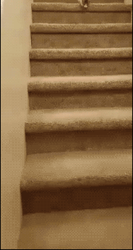 猫咪 下楼梯 翻滚 蠢萌