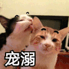 萌宠 喵星人 宠溺 秀恩爱 搞怪 逗