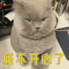 朕不开心了 猫 萌宠 伤心 喵星人 soogif soogif出品