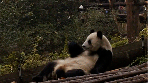 熊猫 打哈欠 萌化了 天然呆 动物 panda