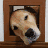 狗狗 可爱 搞笑 萌宠