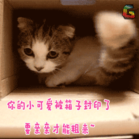 猫 萌宠 可爱 soogif soogif出品 你的小可爱被箱子封印了 要亲亲才能出来