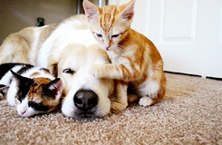 猫 接吻 动物 睡觉 狗 舔
