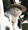 猫咪 帽子 可爱 好萌