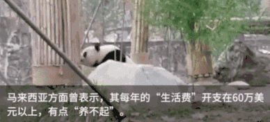 大熊猫 熊猫 国宝 可爱 动物 新闻 报导 马来西亚