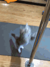 猫咪 刚管 地板 瑜伽垫