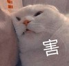萌宠 猫星人 害 无奈 呆萌 可爱