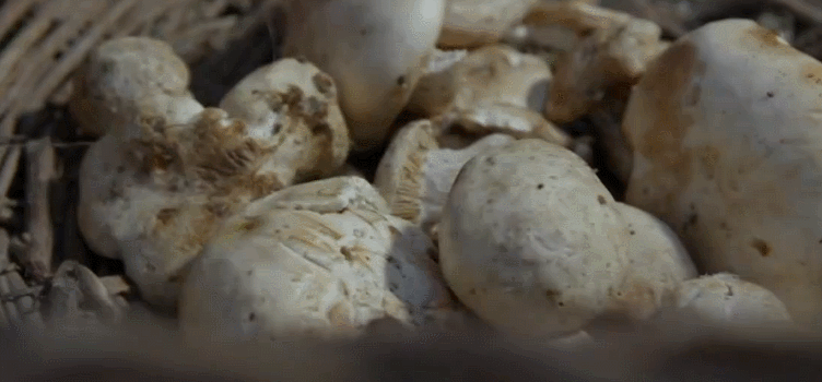 白菇 纪录片 美食 舌尖上的中国