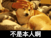 狗狗 可爱 整理发型 斗图 不是本人啊