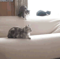 freak 搞笑 喵星人 gif