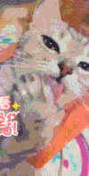 喵星人 萌宠 可爱 猫咪