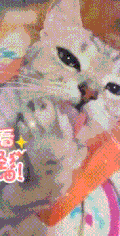 喵星人 萌宠 可爱 猫咪