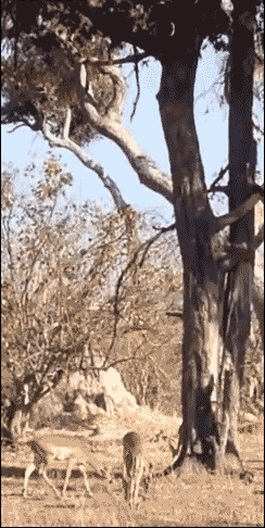 豹子 猫科 动物 捕猎