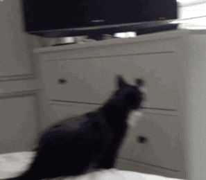 猫咪gif动态图片,摔倒搞笑可爱动图表情包下载 - 影视