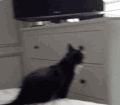 猫咪 摔倒 搞笑 可爱