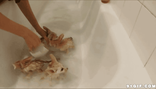 耳廓狐 洗澡 萌化了 可爱