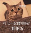萌宠 喵星人 可以一起睡觉吗 我怕冷 委屈 呆萌